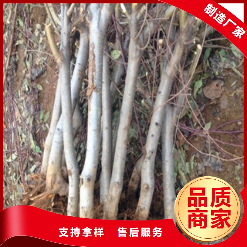 桃树碧桃质检严格