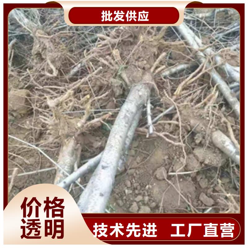 桃树碧桃质检严格