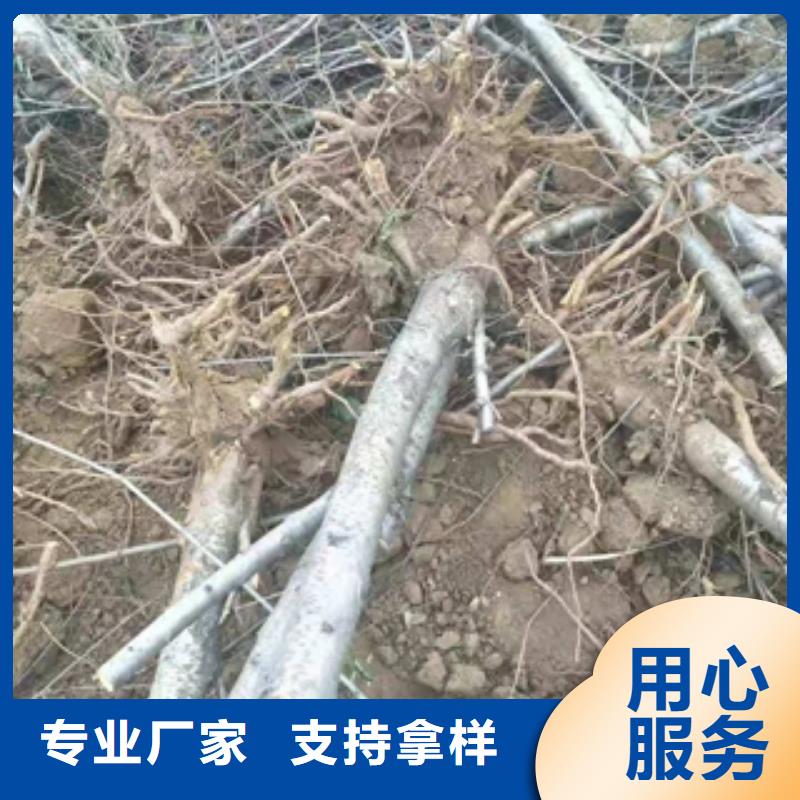 泰山景松 造型景松视频-泰山景松 造型景松-正家园艺场(红河市分公司)服务区域弥勒|开远|丽江|保山|迪庆|昭通|临沧|大理