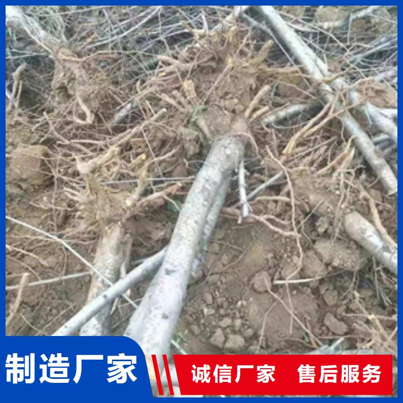泰山景松 造型景松视频-泰山景松 造型景松_山西省忻州市市场覆盖保德|河曲|晋中|朔州|吕梁|大同|长治等