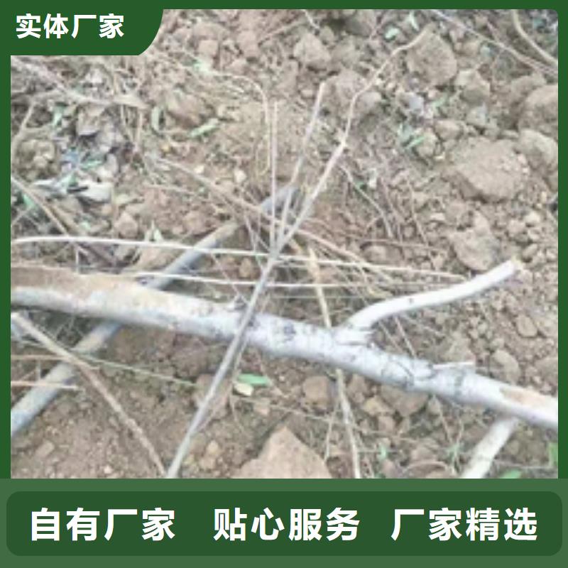桃树碧桃质检严格