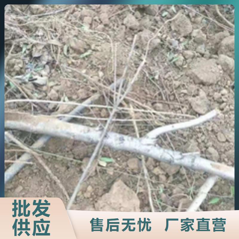 桃树蓝莓苗产品性能