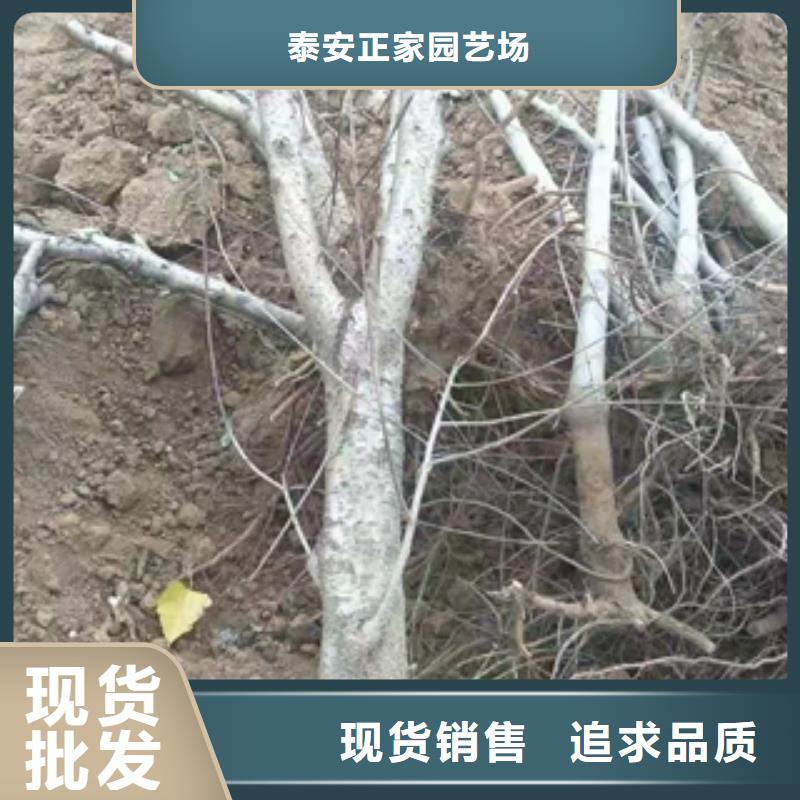 桃树国槐实力公司