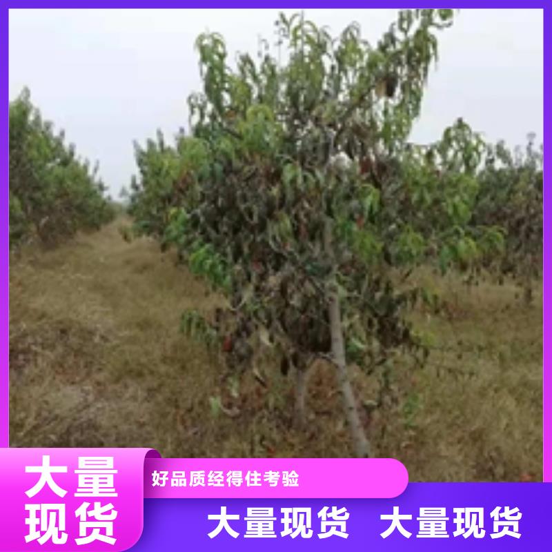 桃树碧桃质检严格