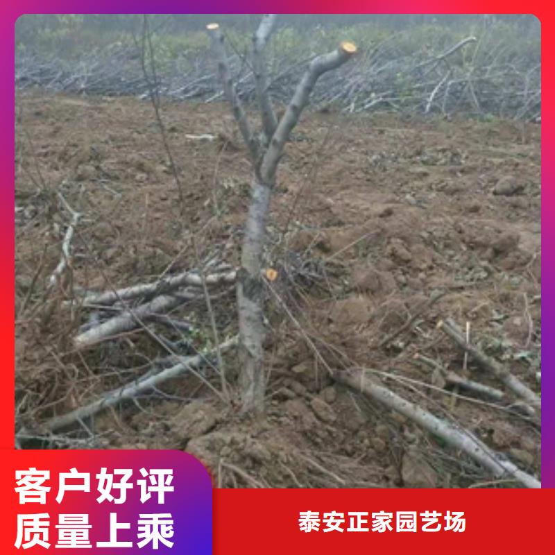 桃树碧桃质检严格