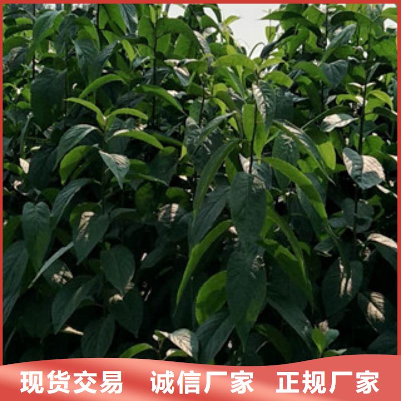 泰山景松 造型景松视频-泰山景松 造型景松-湖南省株洲市同城供应商-芦淞|茶陵|益阳|长沙|郴州|永州|娄底|湘潭|衡阳