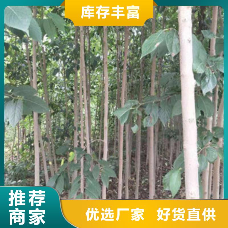 泰山景松 造型景松视频-泰山景松 造型景松_河南省平顶山市市场覆盖新华|石龙|驻马店|洛阳|濮阳|焦作等