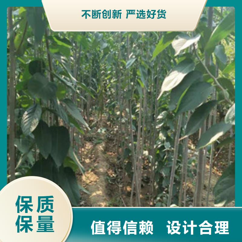 泰山景松 造型景松视频-泰山景松 造型景松_河南省平顶山市市场覆盖新华|石龙|驻马店|洛阳|濮阳|焦作等