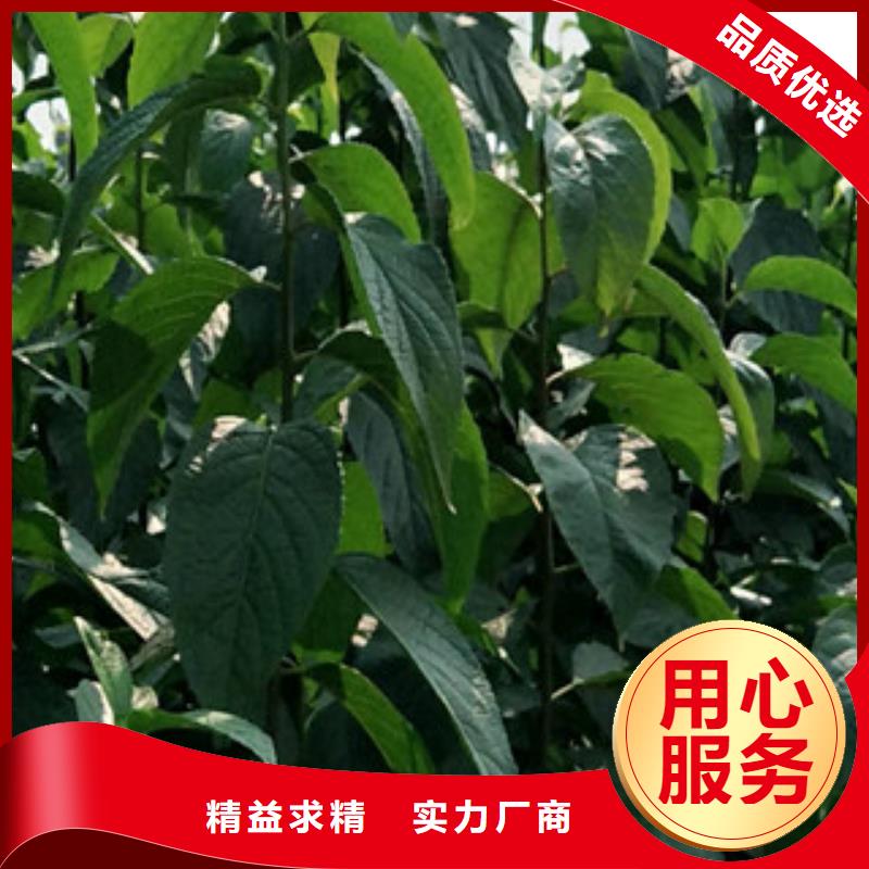 泰山景松 造型景松视频-泰山景松 造型景松_河南省平顶山市市场覆盖新华|石龙|驻马店|洛阳|濮阳|焦作等