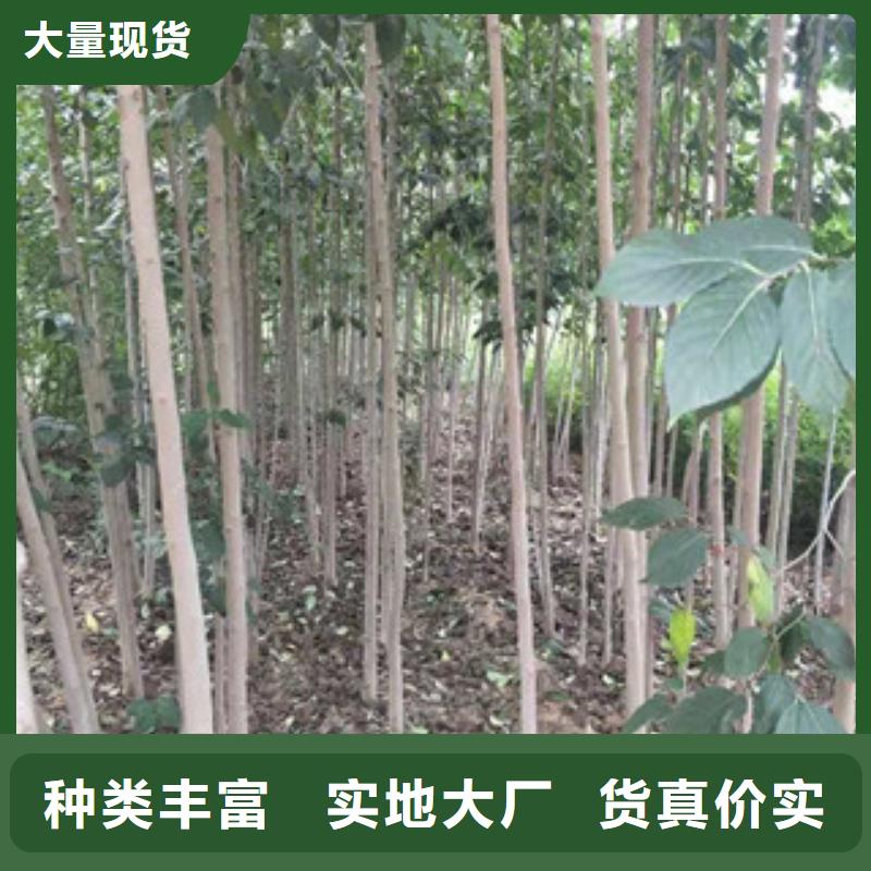 泰山景松 造型景松视频-泰山景松 造型景松-湖南省株洲市同城供应商-芦淞|茶陵|益阳|长沙|郴州|永州|娄底|湘潭|衡阳