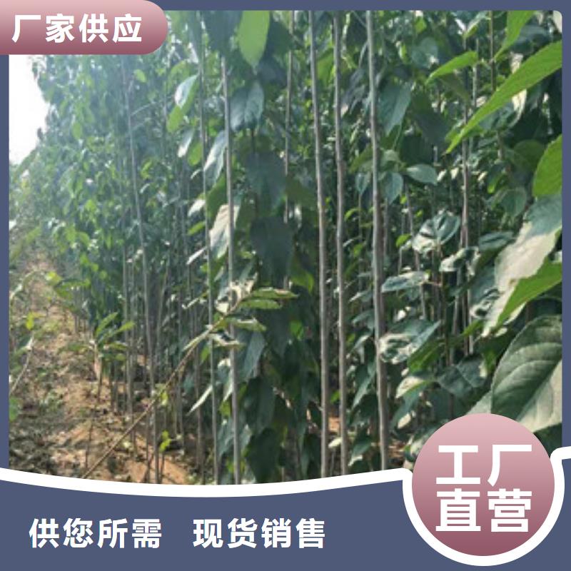 泰山景松 造型景松视频-泰山景松 造型景松_河南省平顶山市市场覆盖新华|石龙|驻马店|洛阳|濮阳|焦作等