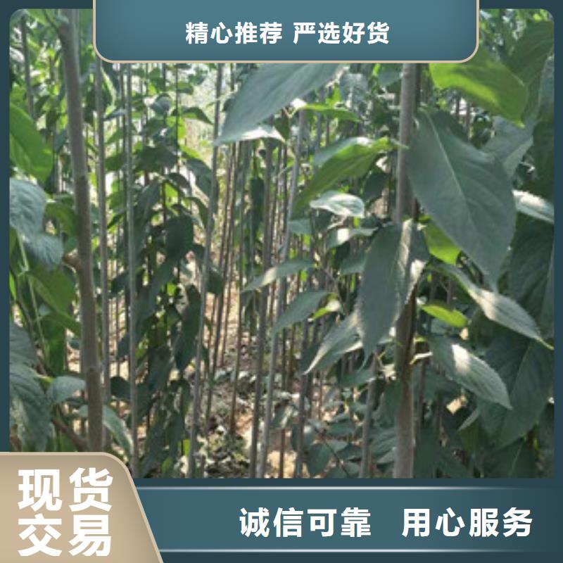 泰山景松 造型景松视频-河南省平顶山市正家泰山景松 造型景松可服务区域鲁山|舞钢|许昌|驻马店|开封|新乡|濮阳|周口等