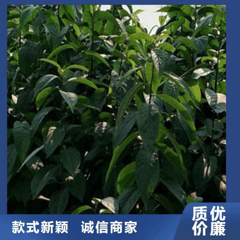 泰山景松 造型景松视频-泰山景松 造型景松_河南省平顶山市市场覆盖新华|石龙|驻马店|洛阳|濮阳|焦作等