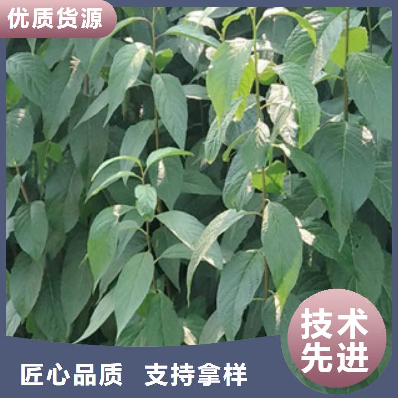 泰山景松 造型景松视频-泰山景松 造型景松_河南省平顶山市市场覆盖新华|石龙|驻马店|洛阳|濮阳|焦作等