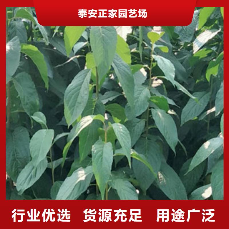 泰山景松 造型景松视频-泰山景松 造型景松_河南省平顶山市市场覆盖新华|石龙|驻马店|洛阳|濮阳|焦作等