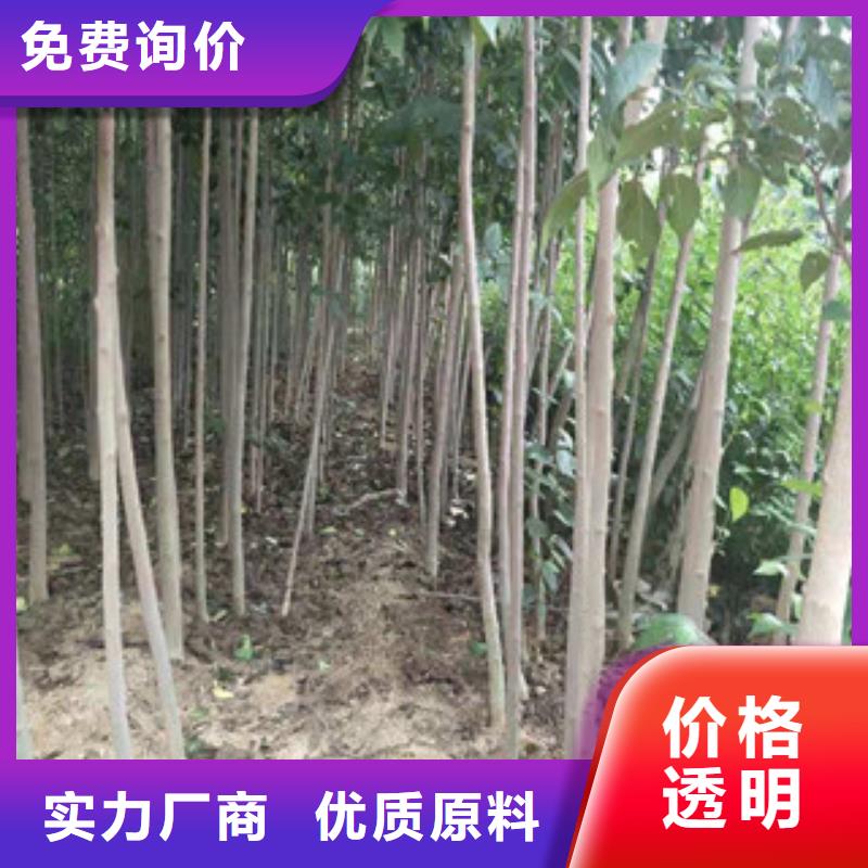 泰山景松 造型景松视频-泰山景松 造型景松-湖南省株洲市同城供应商-芦淞|茶陵|益阳|长沙|郴州|永州|娄底|湘潭|衡阳