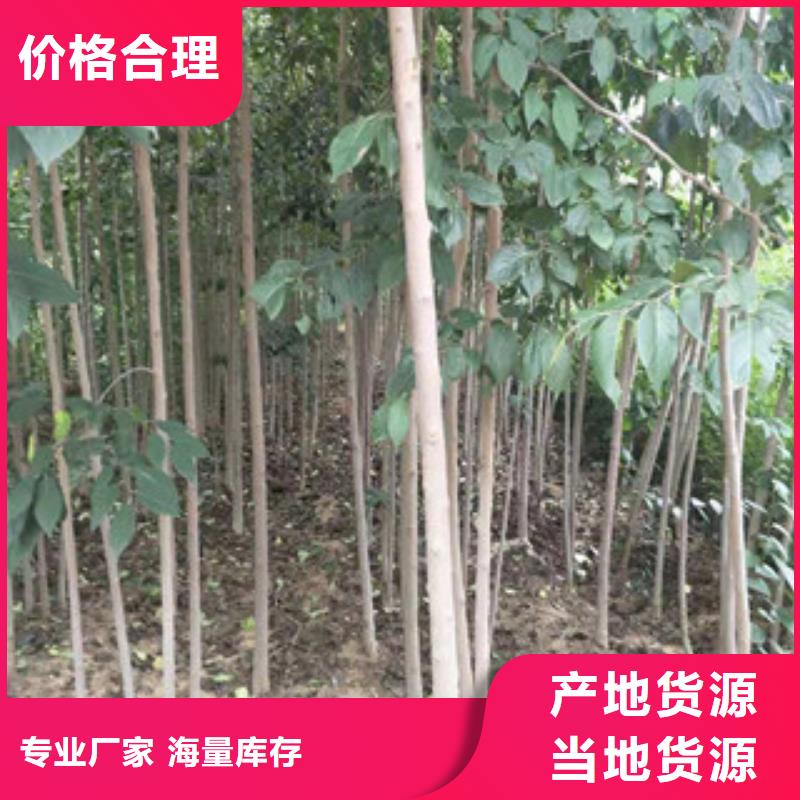 泰山景松 造型景松视频-泰山景松 造型景松_河南省平顶山市市场覆盖新华|石龙|驻马店|洛阳|濮阳|焦作等