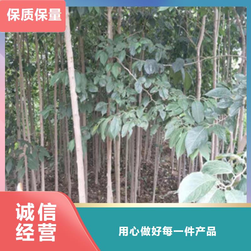 泰山景松 造型景松视频-河南省平顶山市正家泰山景松 造型景松可服务区域鲁山|舞钢|许昌|驻马店|开封|新乡|濮阳|周口等