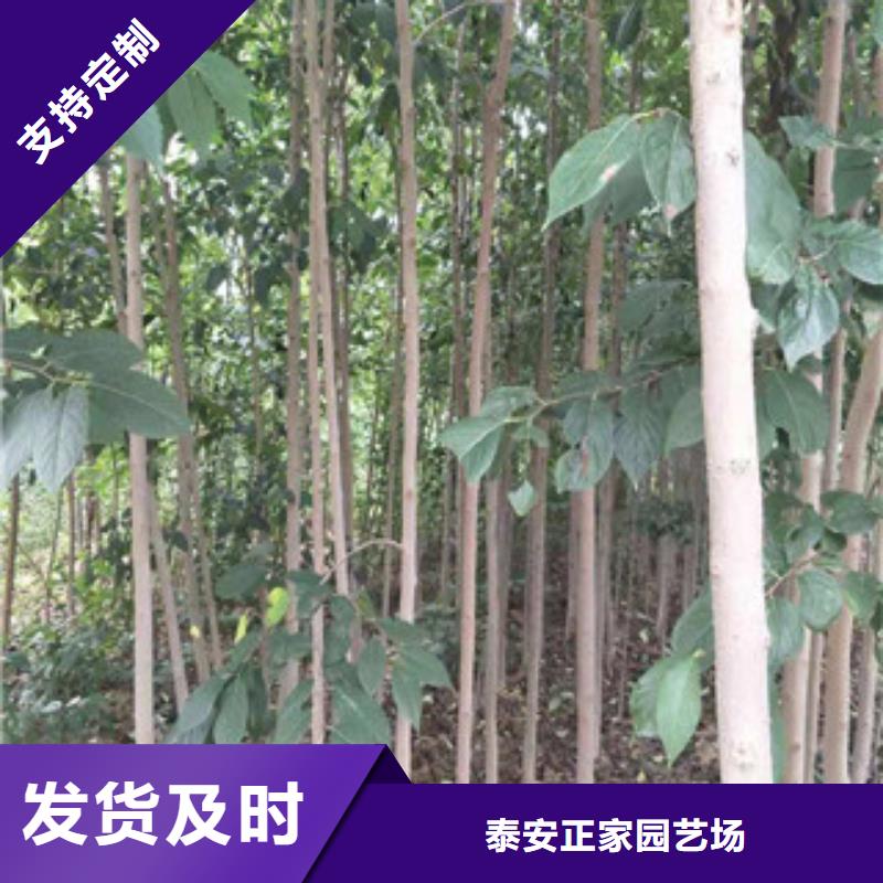 泰山景松 造型景松视频-泰山景松 造型景松_河南省平顶山市市场覆盖新华|石龙|驻马店|洛阳|濮阳|焦作等