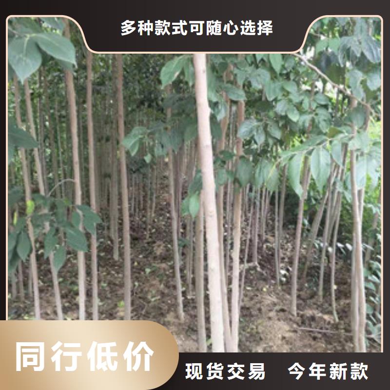 泰山景松 造型景松视频-泰山景松 造型景松_河南省平顶山市市场覆盖新华|石龙|驻马店|洛阳|濮阳|焦作等