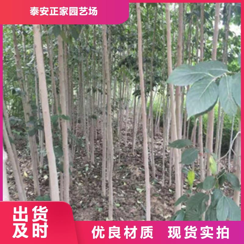 泰山景松 造型景松视频-泰山景松 造型景松_河南省平顶山市市场覆盖新华|石龙|驻马店|洛阳|濮阳|焦作等