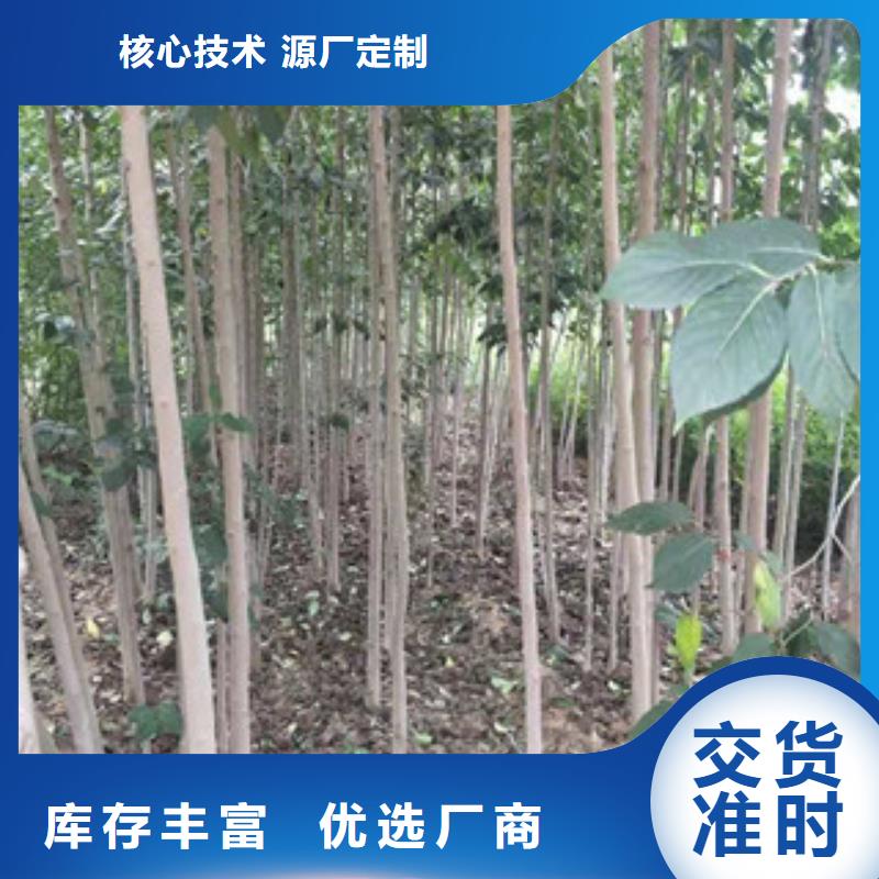 泰山景松 造型景松视频-河南省平顶山市正家泰山景松 造型景松可服务区域鲁山|舞钢|许昌|驻马店|开封|新乡|濮阳|周口等