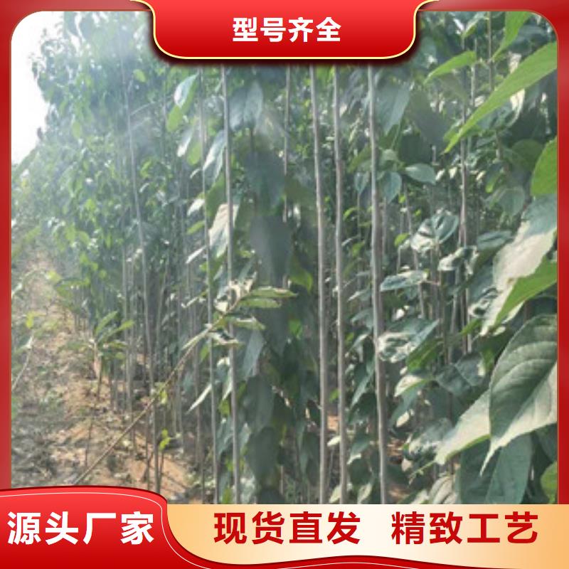 泰山景松 造型景松视频-河南省平顶山市正家泰山景松 造型景松可服务区域鲁山|舞钢|许昌|驻马店|开封|新乡|濮阳|周口等