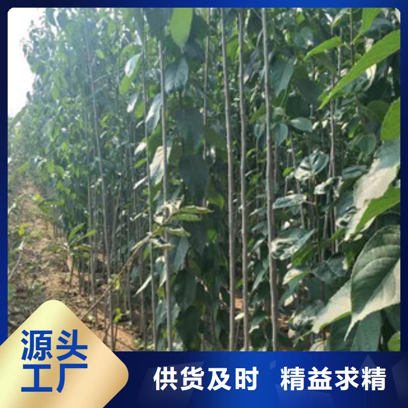 泰山景松 造型景松视频-泰山景松 造型景松_河南省平顶山市市场覆盖新华|石龙|驻马店|洛阳|濮阳|焦作等