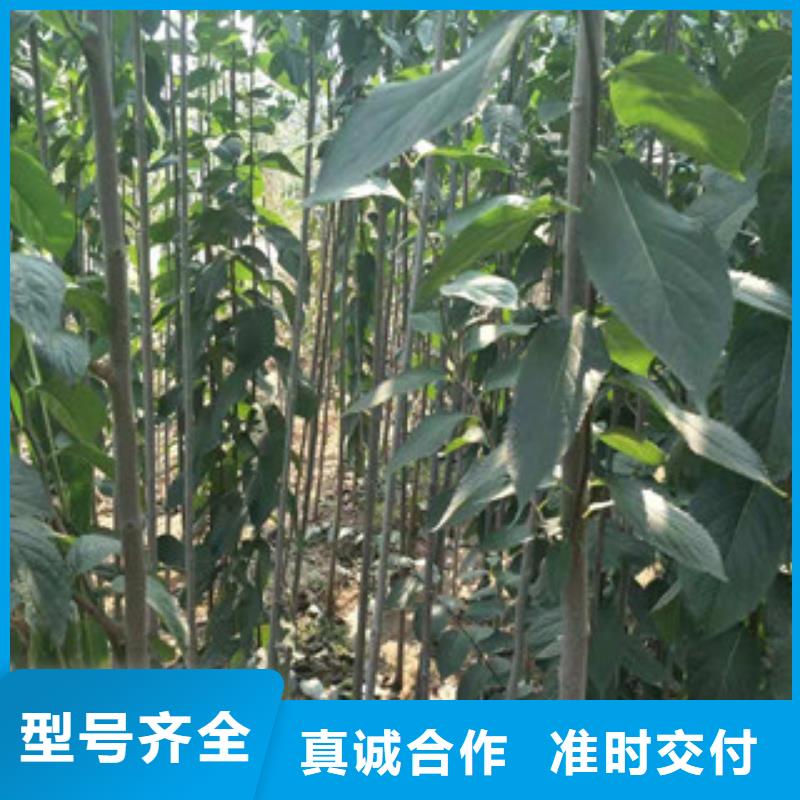 泰山景松 造型景松视频-泰山景松 造型景松_河南省平顶山市市场覆盖新华|石龙|驻马店|洛阳|濮阳|焦作等