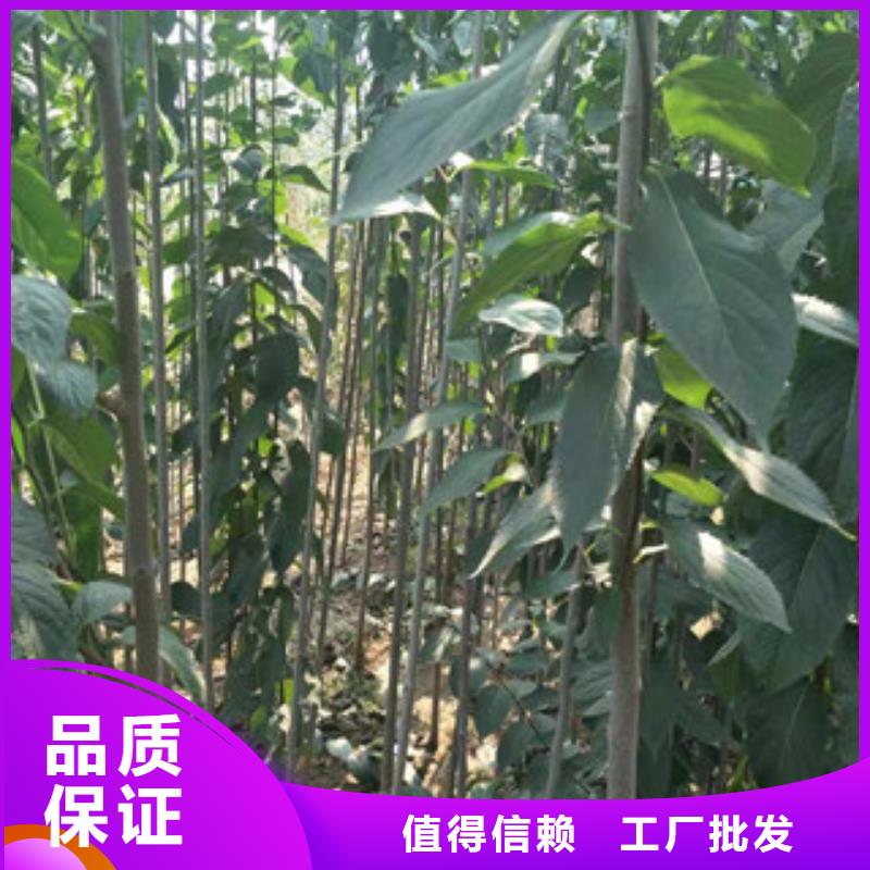 泰山景松 造型景松视频-泰山景松 造型景松-湖南省株洲市同城供应商-芦淞|茶陵|益阳|长沙|郴州|永州|娄底|湘潭|衡阳