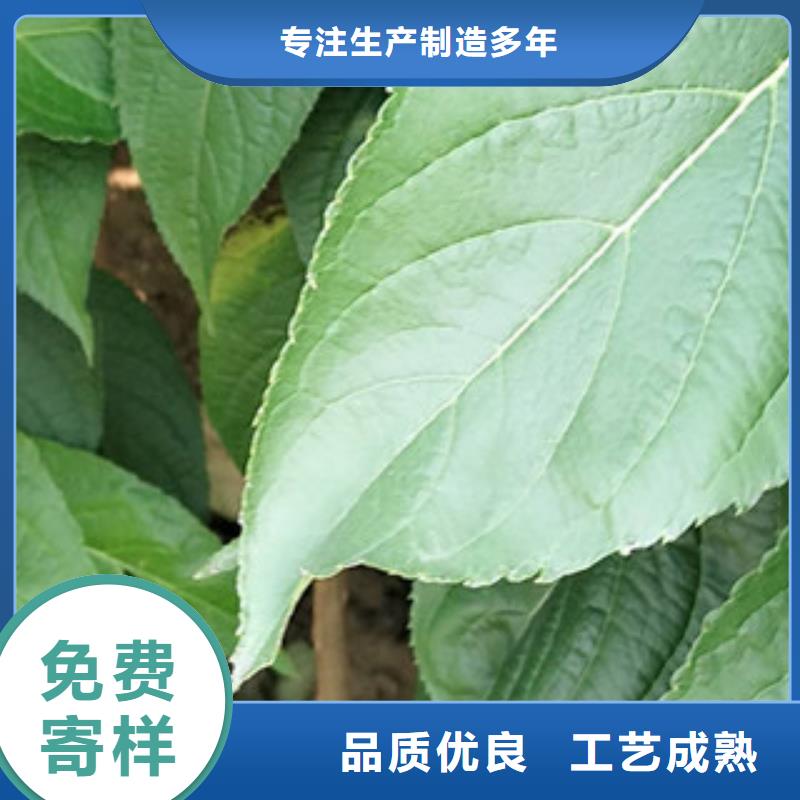 泰山景松 造型景松视频-泰山景松 造型景松-湖南省株洲市同城供应商-芦淞|茶陵|益阳|长沙|郴州|永州|娄底|湘潭|衡阳