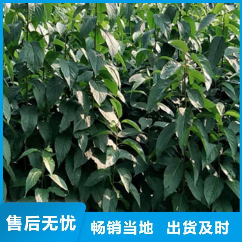 泰山景松 造型景松视频-河南省平顶山市正家泰山景松 造型景松可服务区域鲁山|舞钢|许昌|驻马店|开封|新乡|濮阳|周口等