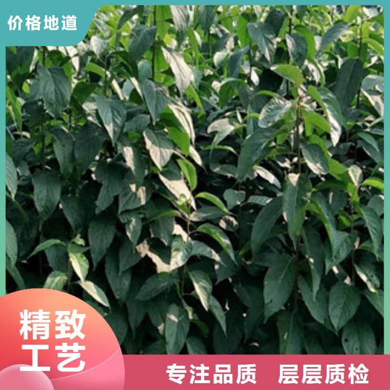 泰山景松 造型景松视频-泰山景松 造型景松_河南省平顶山市市场覆盖新华|石龙|驻马店|洛阳|濮阳|焦作等