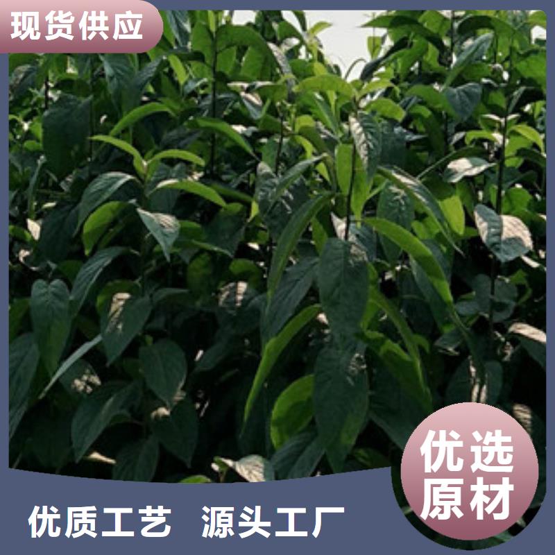 泰山景松 造型景松视频-泰山景松 造型景松-湖南省株洲市同城供应商-芦淞|茶陵|益阳|长沙|郴州|永州|娄底|湘潭|衡阳