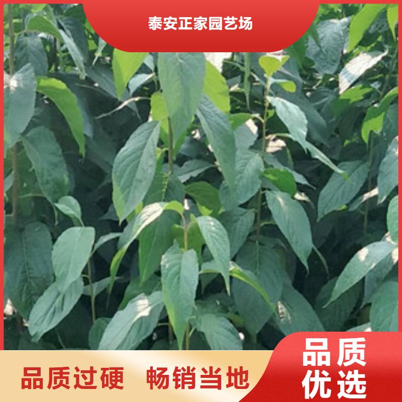 泰山景松 造型景松视频-泰山景松 造型景松_河南省平顶山市市场覆盖新华|石龙|驻马店|洛阳|濮阳|焦作等