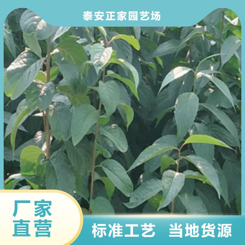 泰山景松 造型景松视频-泰山景松 造型景松-湖南省株洲市同城供应商-芦淞|茶陵|益阳|长沙|郴州|永州|娄底|湘潭|衡阳