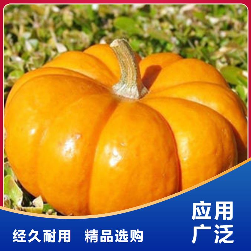 南瓜丁安心购