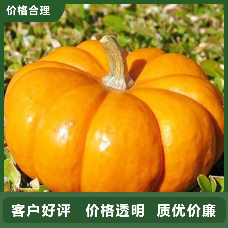 南瓜粒值得信赖