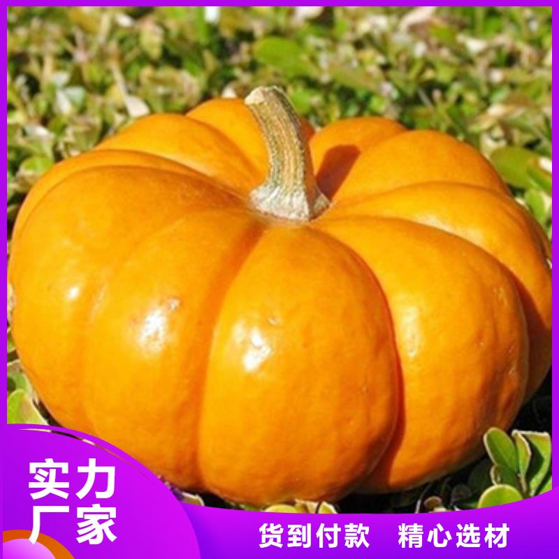无皮南瓜粒价格