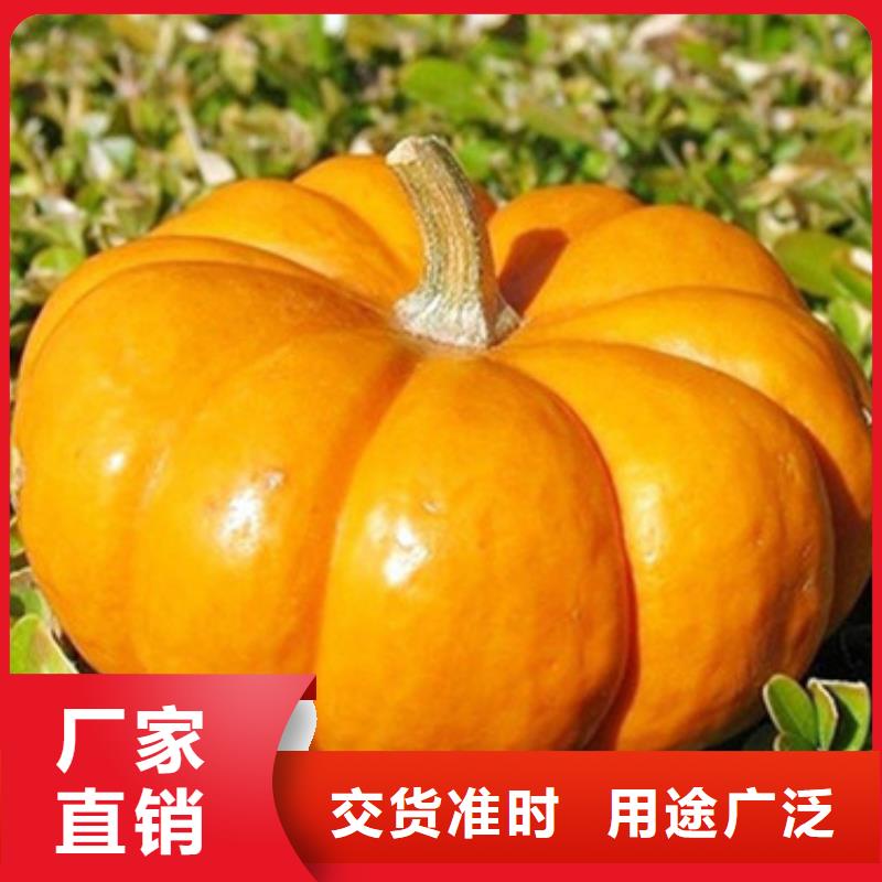 无皮南瓜粒厂家直销