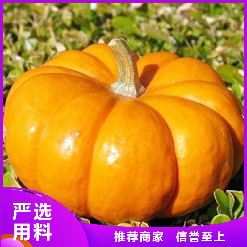 无皮南瓜粒厂家直销