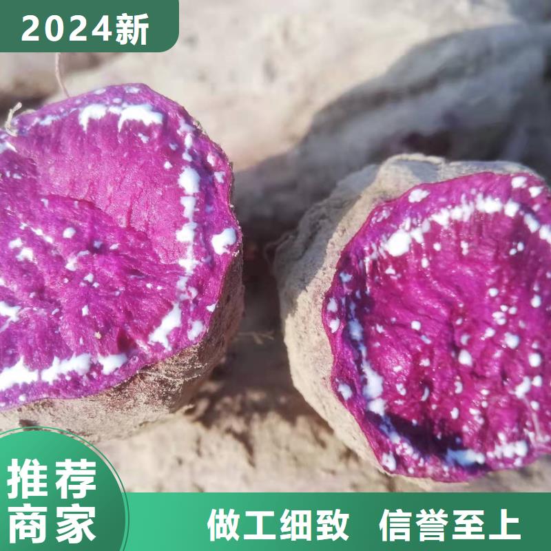 高产红薯苗（预售中）图片