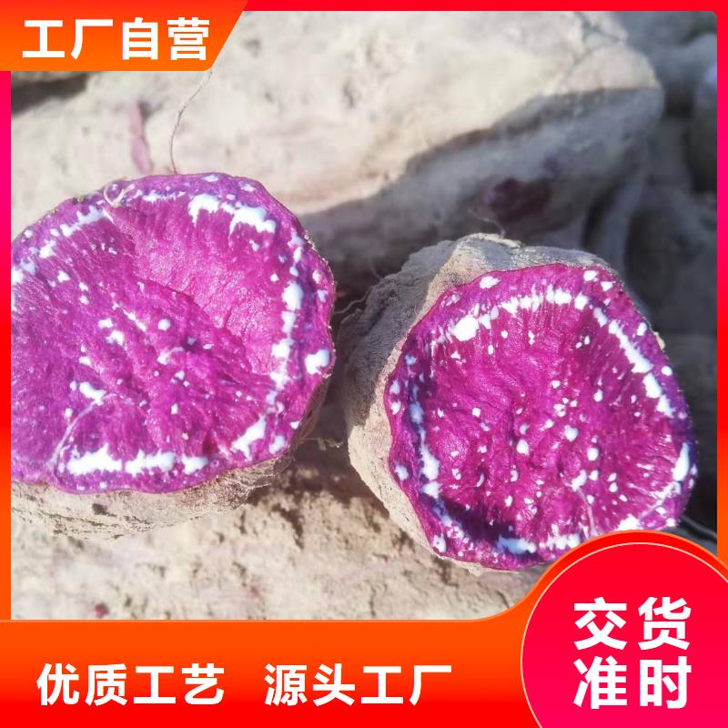 羽衣甘蓝粉视频-羽衣甘蓝粉|巢湖市|芜湖|淮南|安庆|阜阳|合肥|宣城