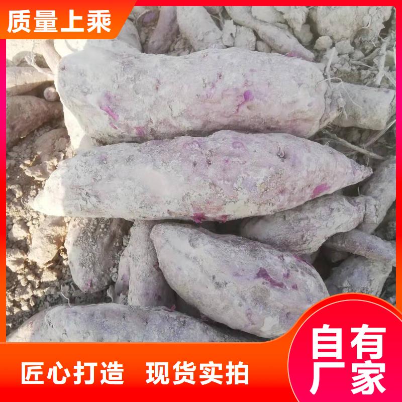 高产红薯苗（预售中）图片