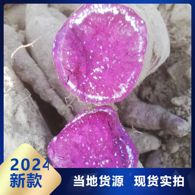 胡萝卜粉视频-呼伦贝尔|乌海|包头|呼和浩特|通辽胡萝卜粉质优价廉-乐农食品(鄂尔多斯市分公司)
