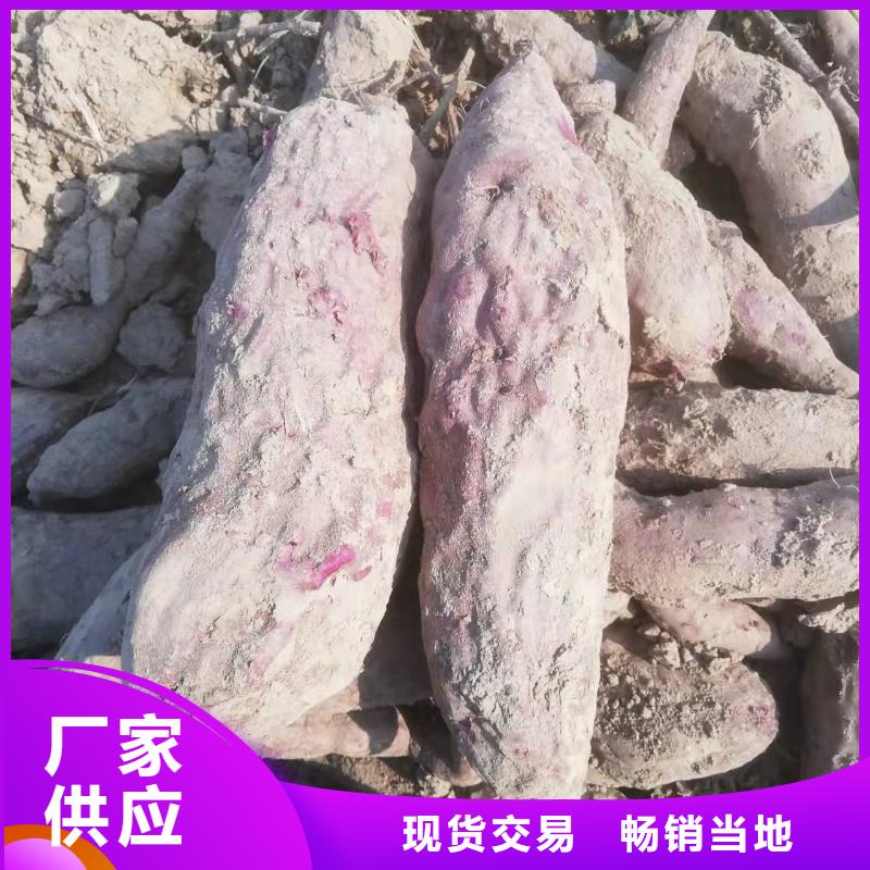 胡萝卜粉视频-呼伦贝尔|乌海|包头|呼和浩特|通辽胡萝卜粉质优价廉-乐农食品(鄂尔多斯市分公司)