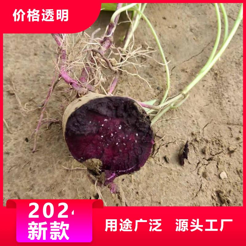 高剪红薯苗面向全国销售