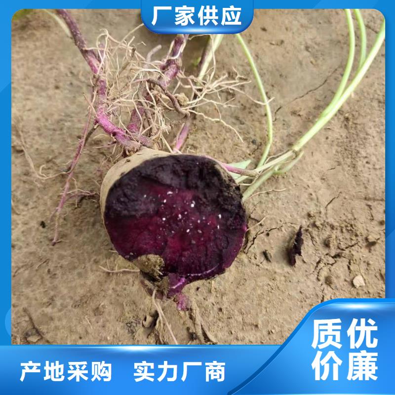 羽衣甘蓝粉视频-羽衣甘蓝粉_山西省晋城市市场覆盖阳城|高平|朔州|吕梁|临汾|太原|运城|阳泉等