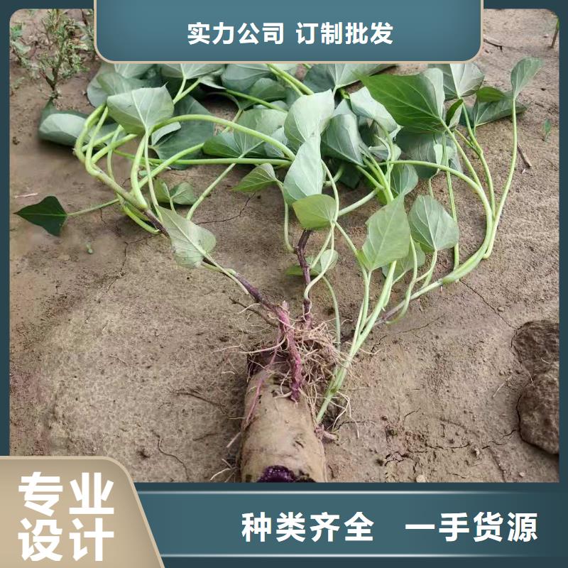 【紫薯苗羽衣甘蓝粉产品优势特点】