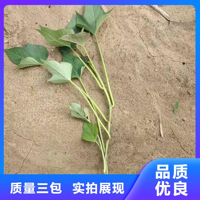 高产红薯苗（预售中）图片
